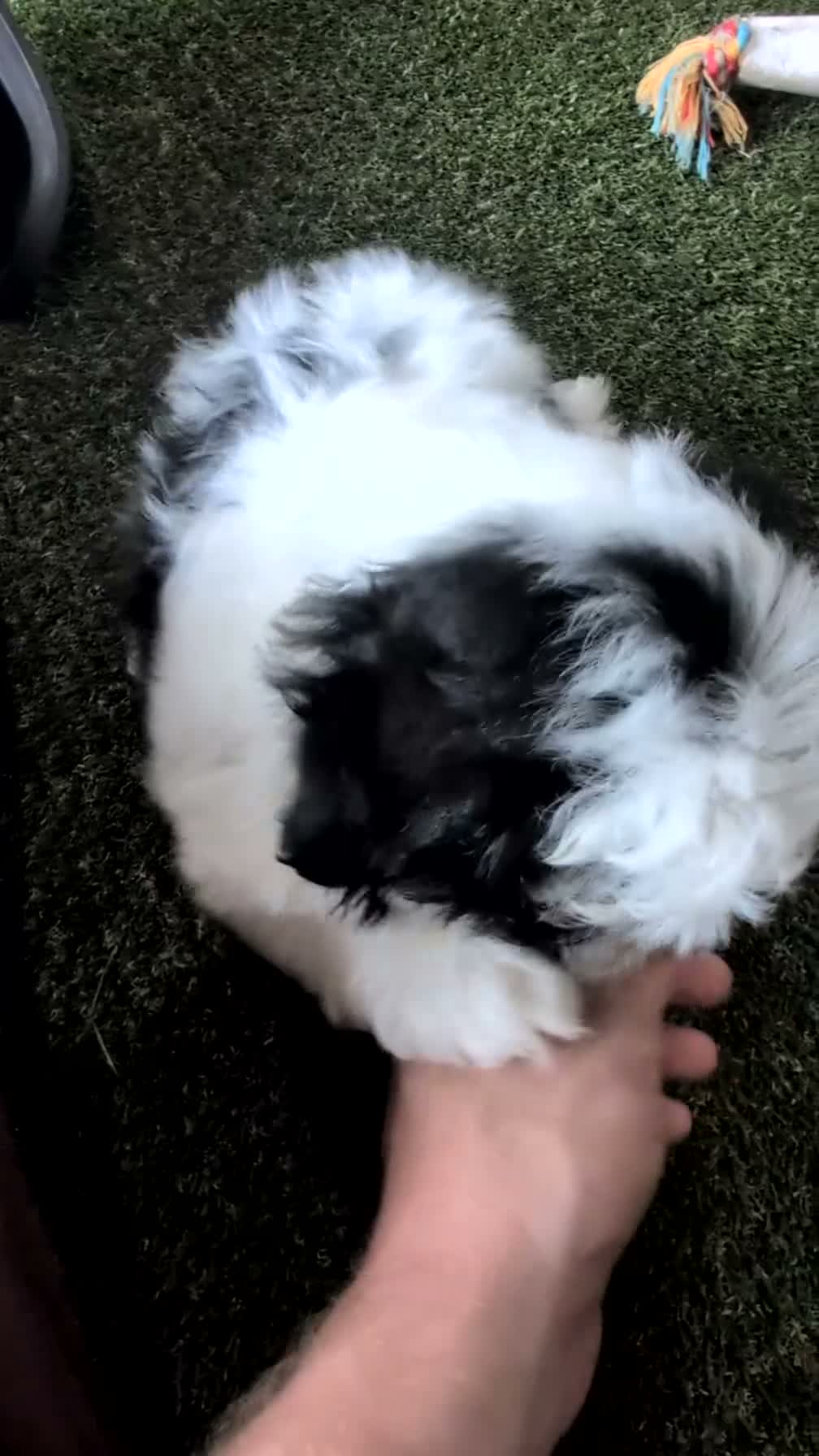 Teddy Bear dogs for sale: Grady  - Video 1