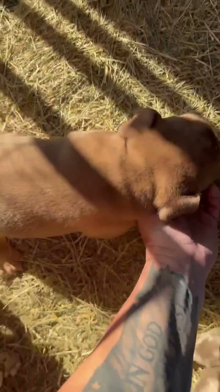 American Bully dogs for sale: American Bully 3 - Video 1