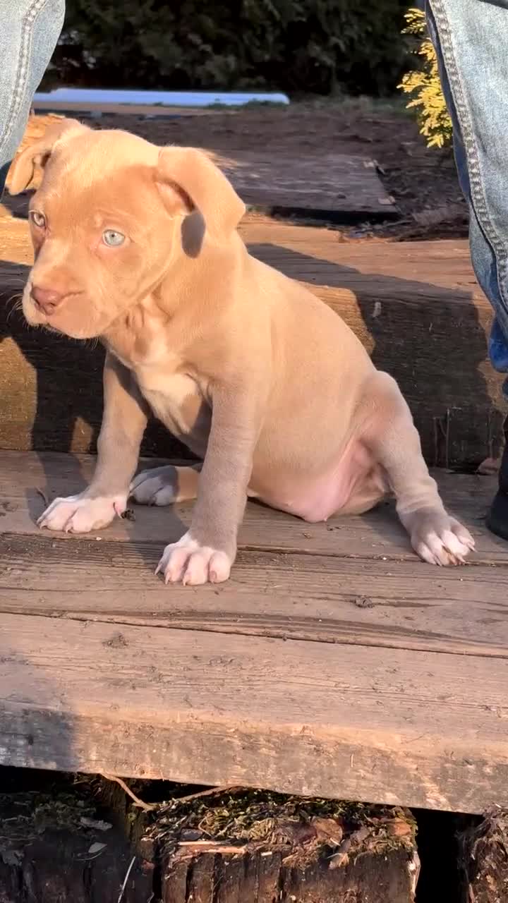 American Bully dogs for sale: American Bully Puppy 3 - Video 1
