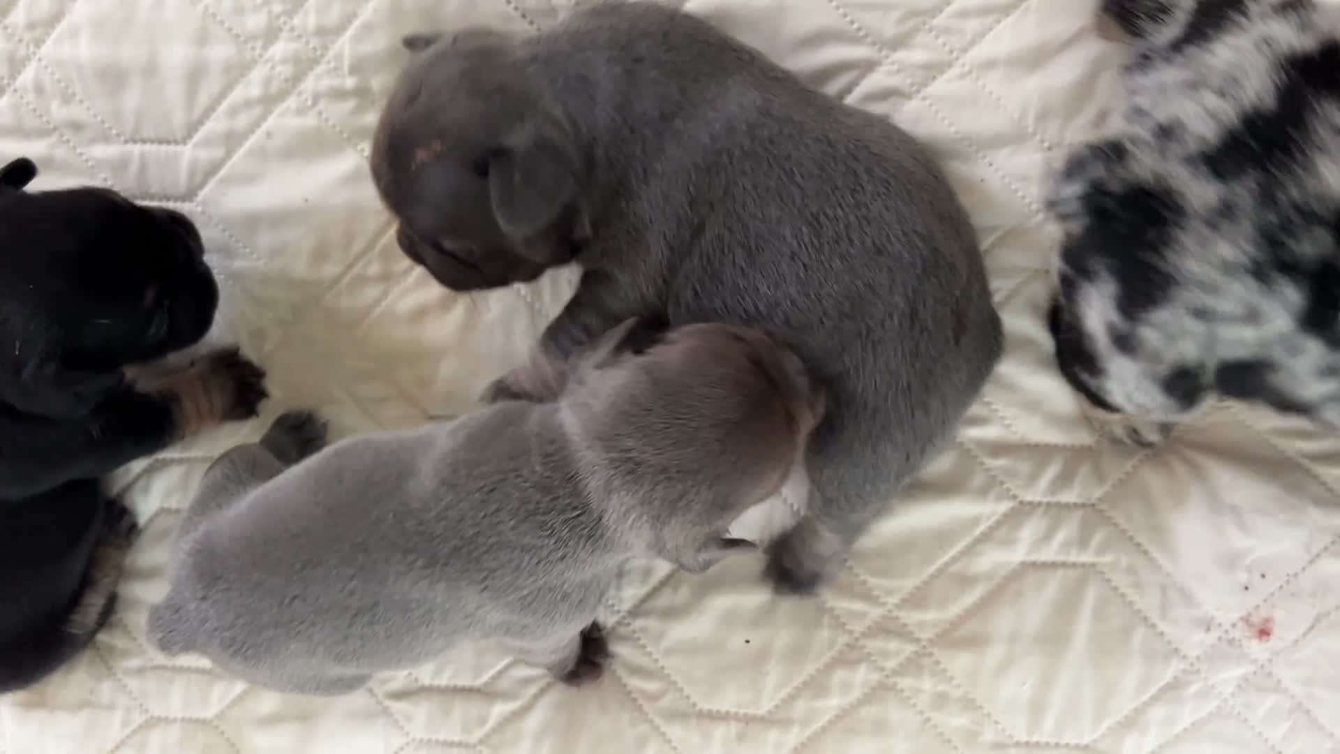 French Bulldog dogs for sale: Dolly - Video 1