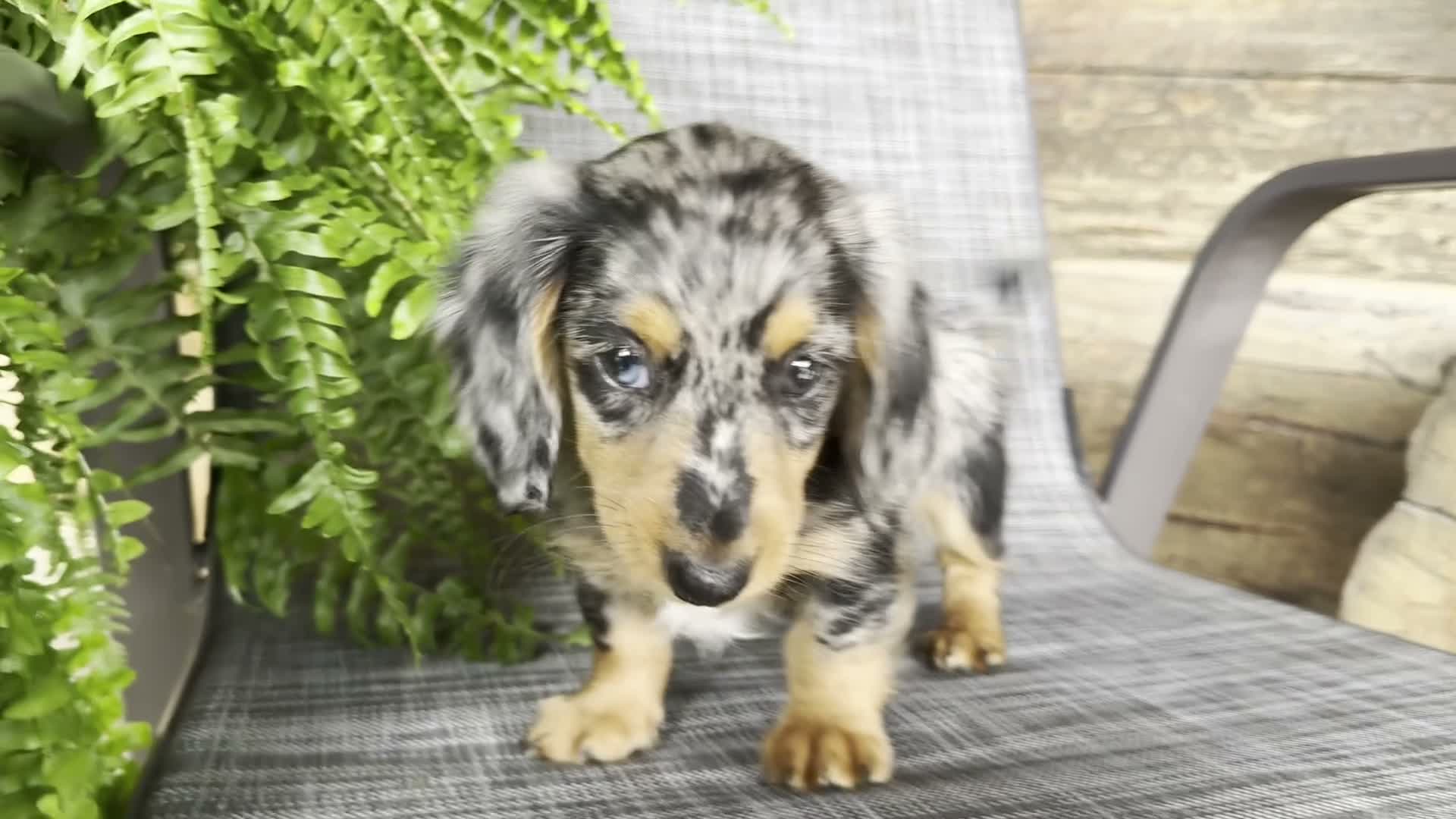 Dachshund dogs for sale: Sadie - Video 1