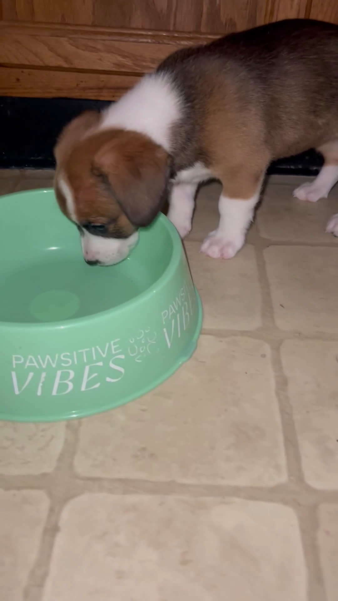 Mixed Breed dogs for sale: Beans - Video 1