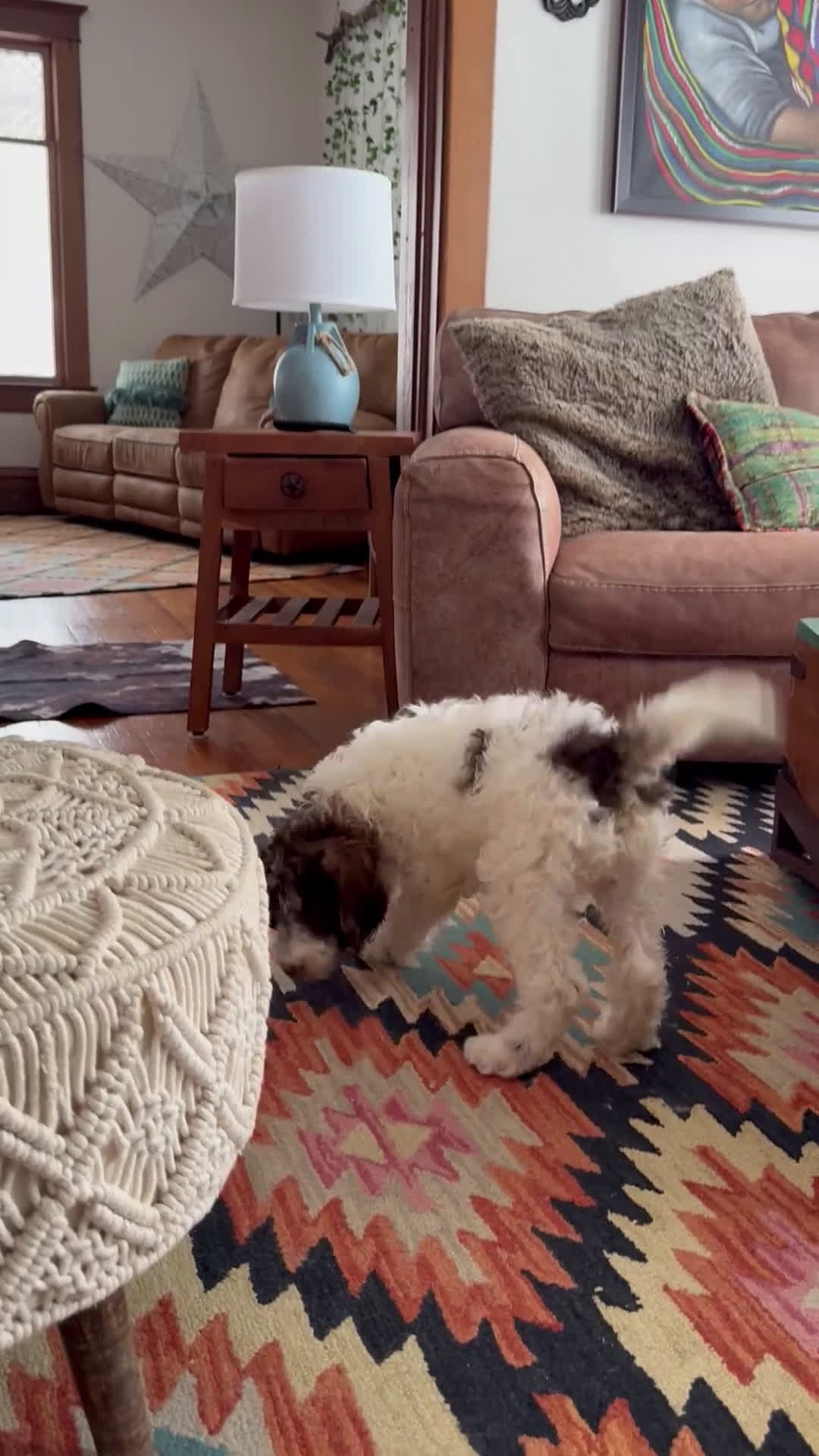 Mixed Breed dogs for sale: Pete - Video 2