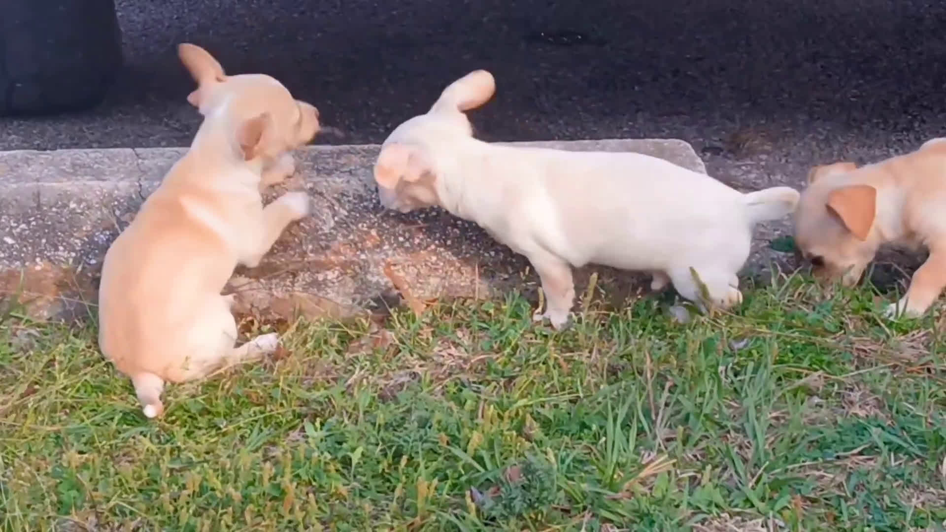 Chiweenie dogs for sale: Chiweenie Puppy 2 - Video 2