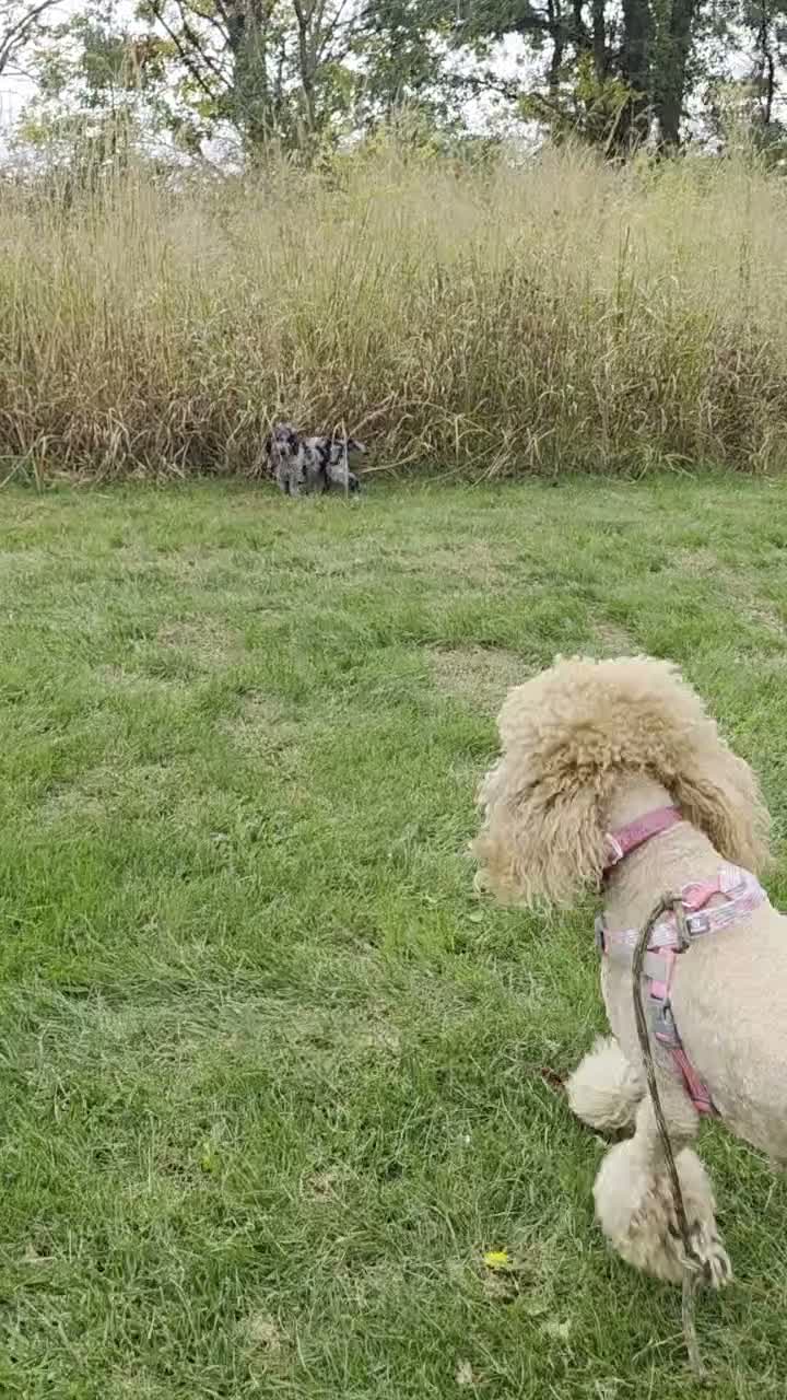 Standard Poodle dogs for sale: Black Tail - Video 4