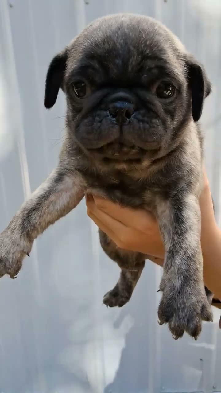 Pug dogs for sale: Camo - Video 1
