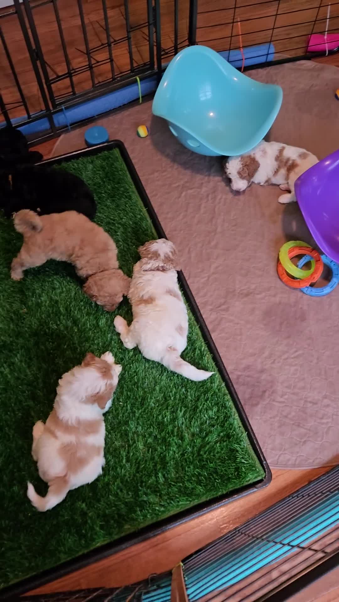 Goldendoodle dogs for sale: Mr Green - Video 1