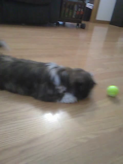 Shih Tzu dogs for sale: Charles - Video 7