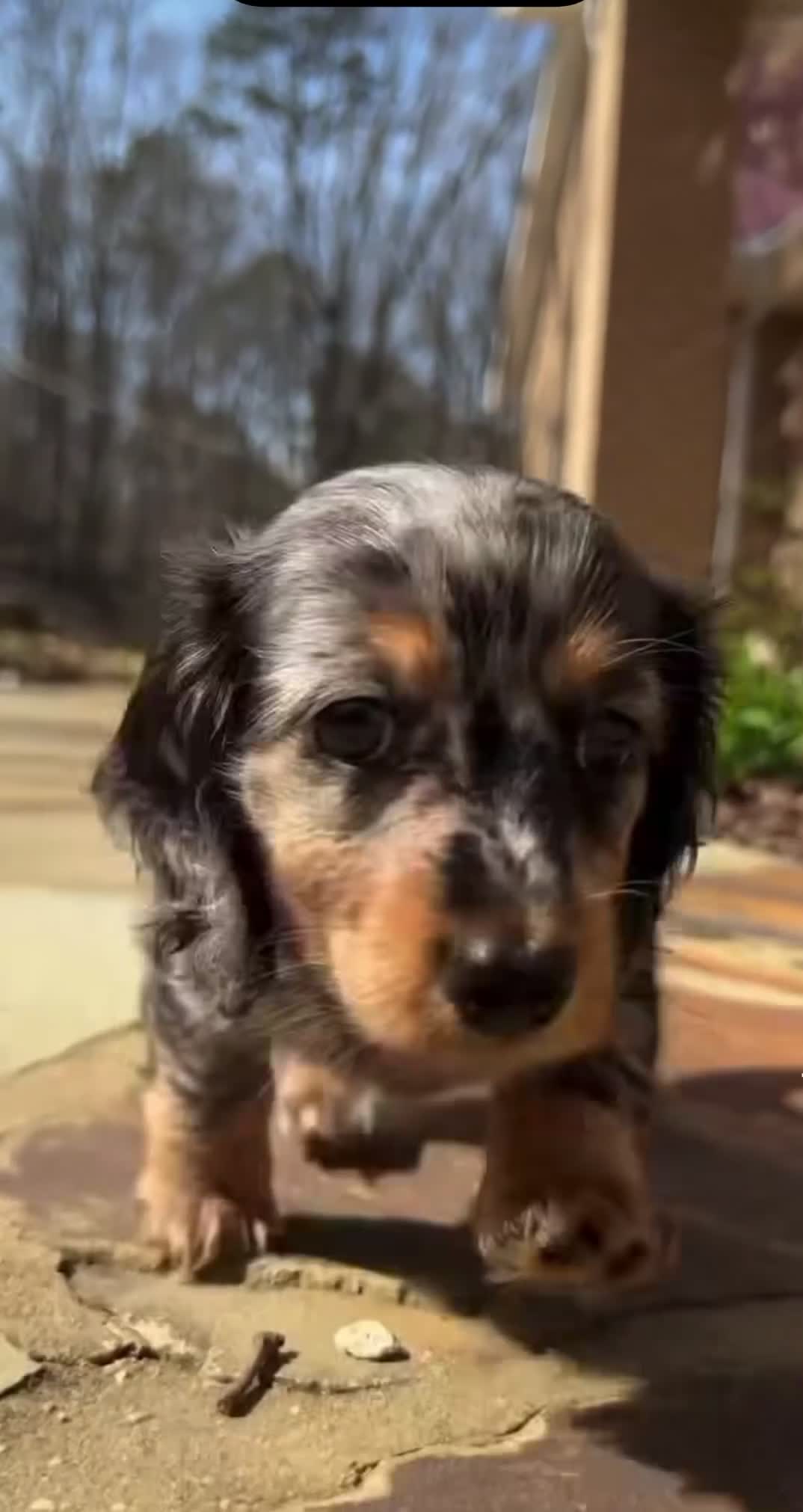 Miniature Dachshund dogs for sale: Daisy - Video 3