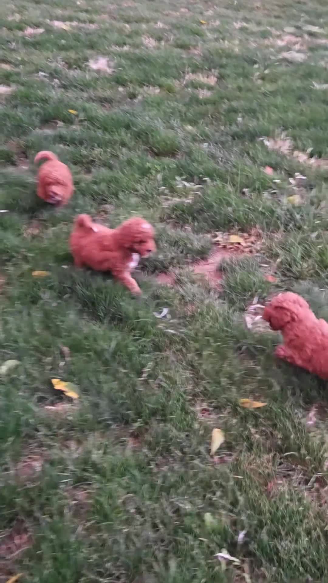 Mini Goldendoodle dogs for sale: Ginger  - Video 3