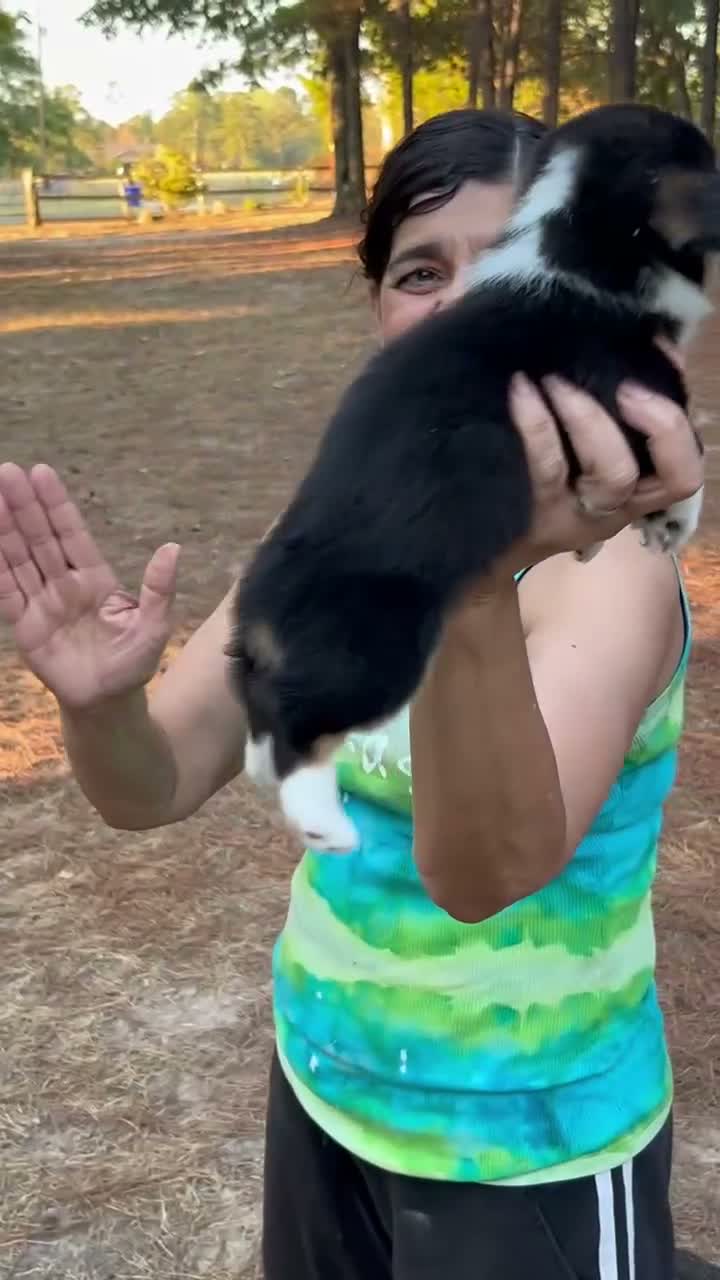 Welsh Corgi Pembroke dogs for sale:  4 - Video 1