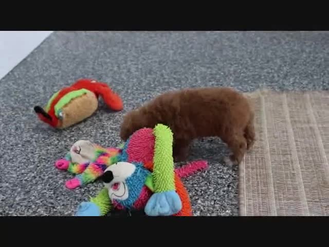 Mini Goldendoodle dogs for sale: Phoenix - Video 5