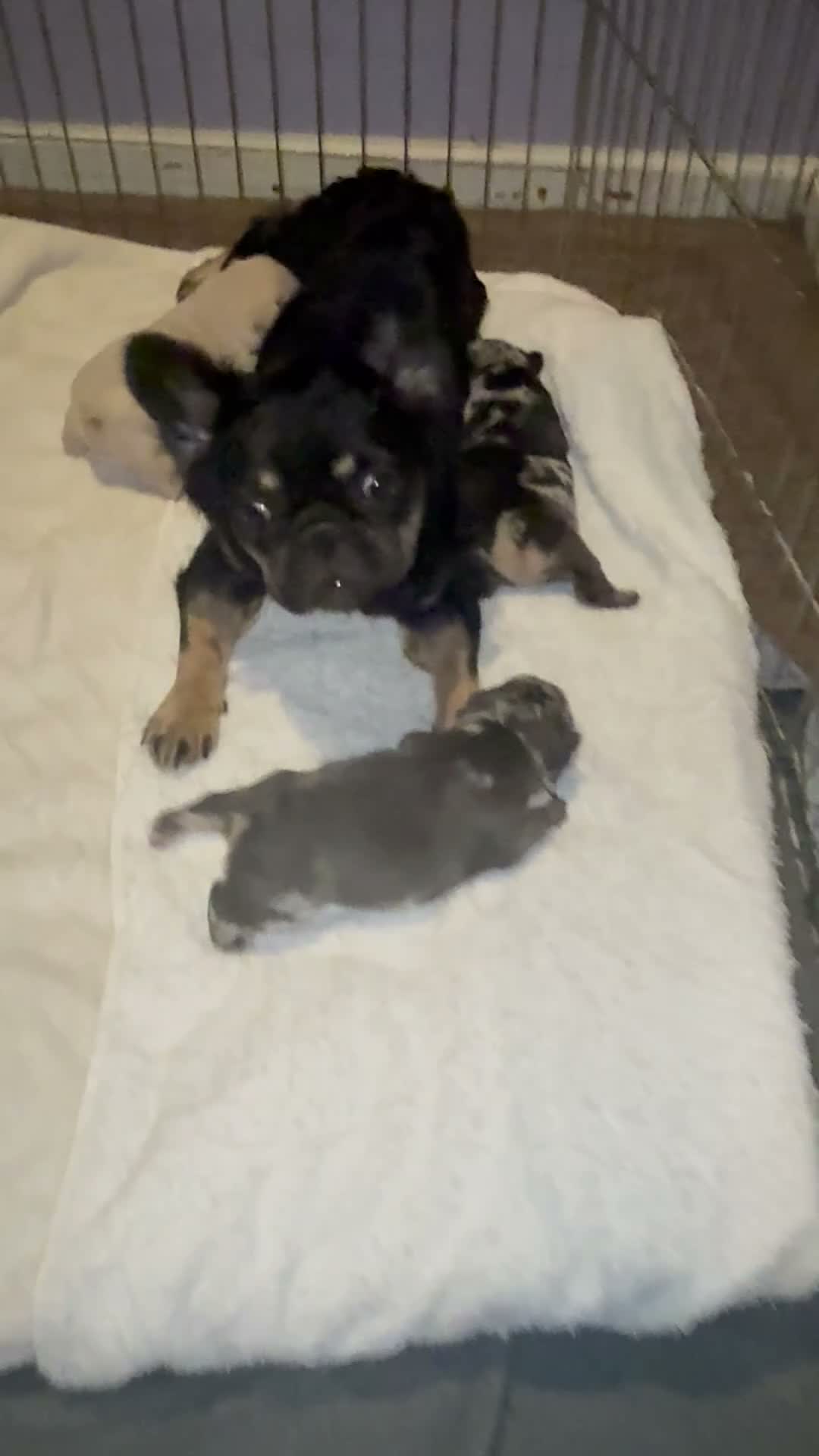 French Bulldog dogs for sale: French Bulldog 3 - Video 4