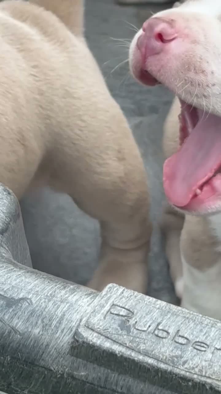 American Bully dogs for sale: Tank - Video 3