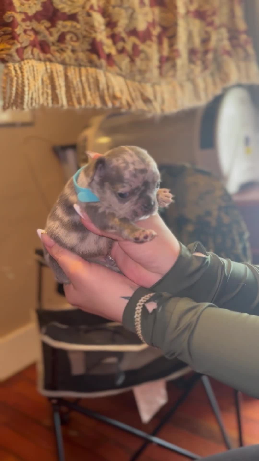 French Bulldog dogs for sale: French Bulldog 2 - Video 1