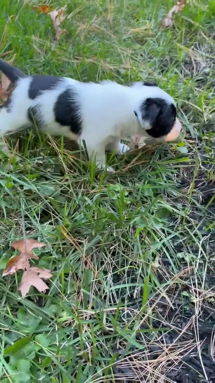 Mixed Breed dogs for sale: Mixed Breed 1 - Video 1
