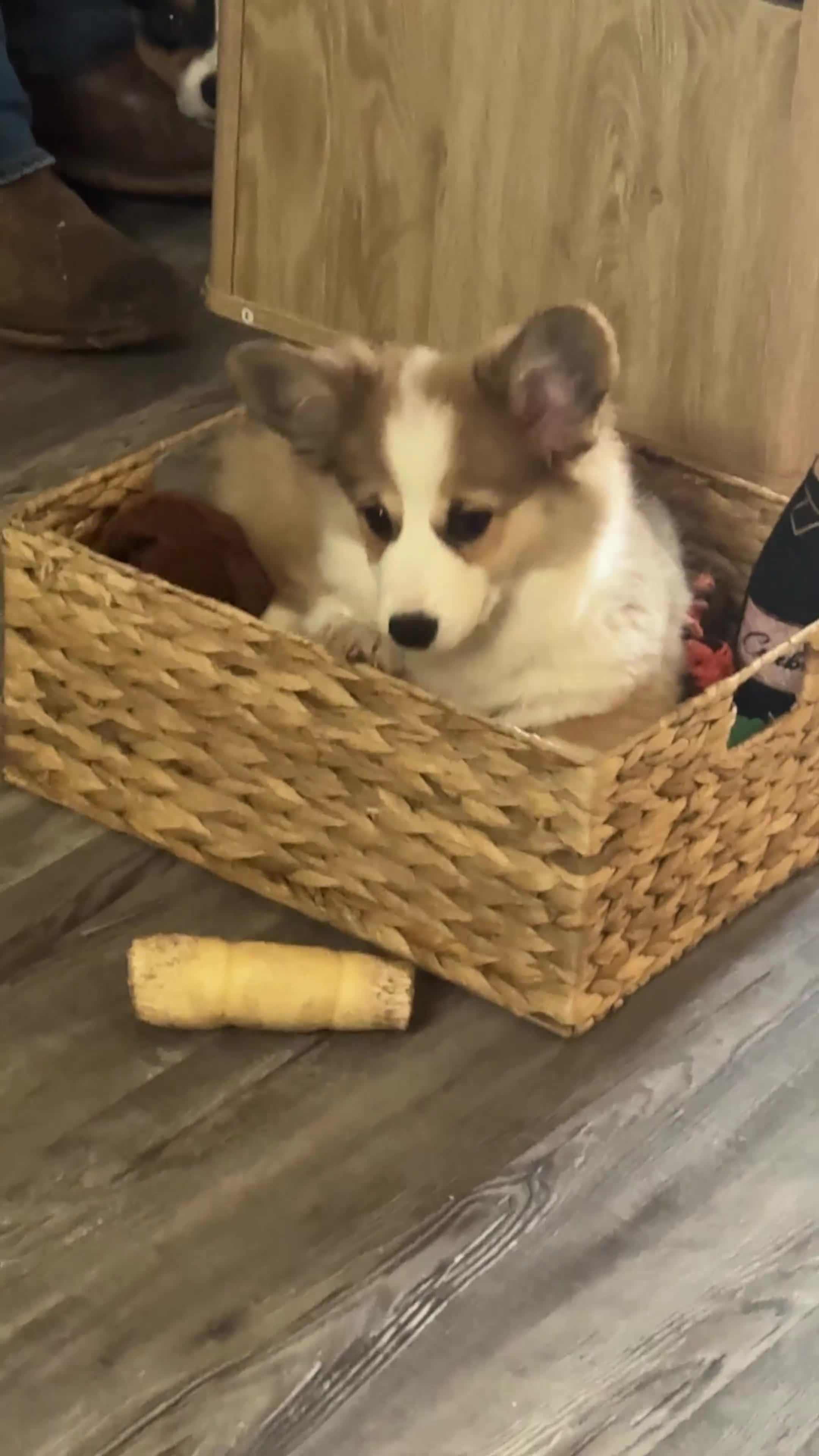 Welsh Corgi Pembroke dogs for sale: Welsh Corgi Pembroke Puppy 1 - Video 2