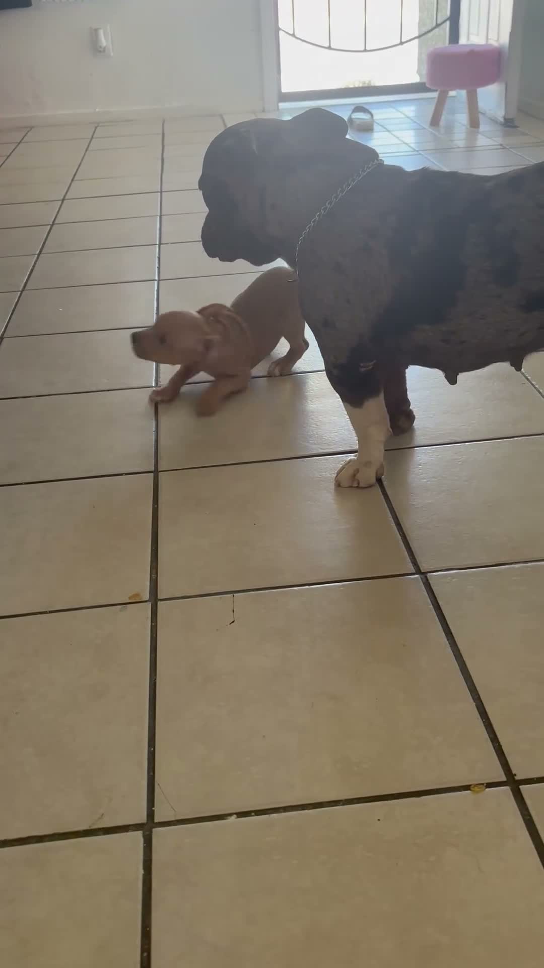 American Bully dogs for sale: American Bully 1 - Video 2