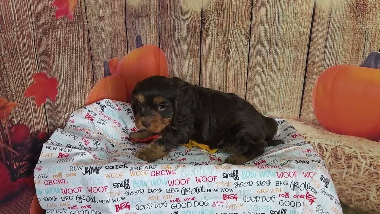 Cavapoo dogs for sale: Jack - Video 2