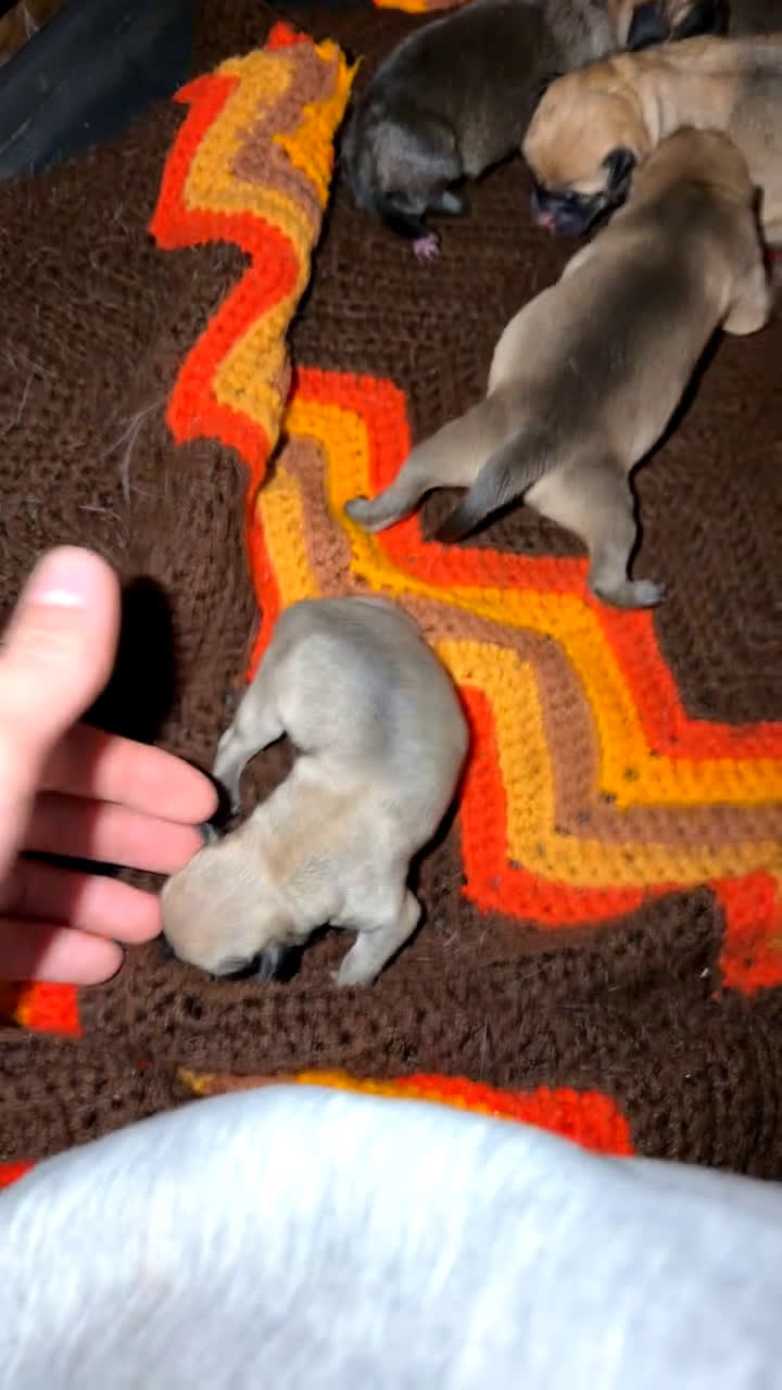 Mixed Breed dogs for sale: Chug 4 - Video 1