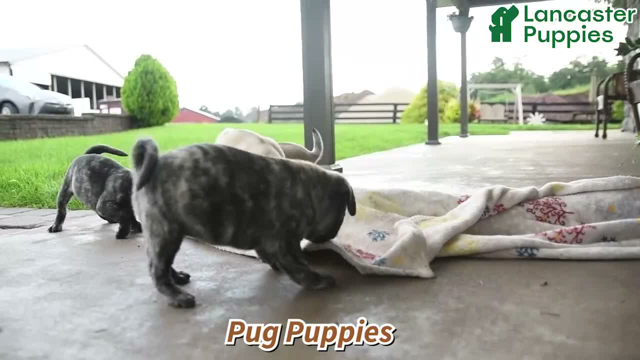 Pug dogs for sale: Peanut - Video 1