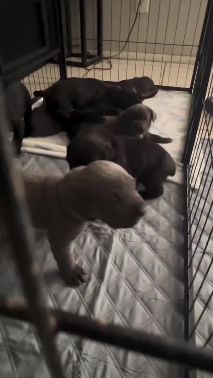 Cane Corso dogs for sale: Arthur (bolt) - Video 3