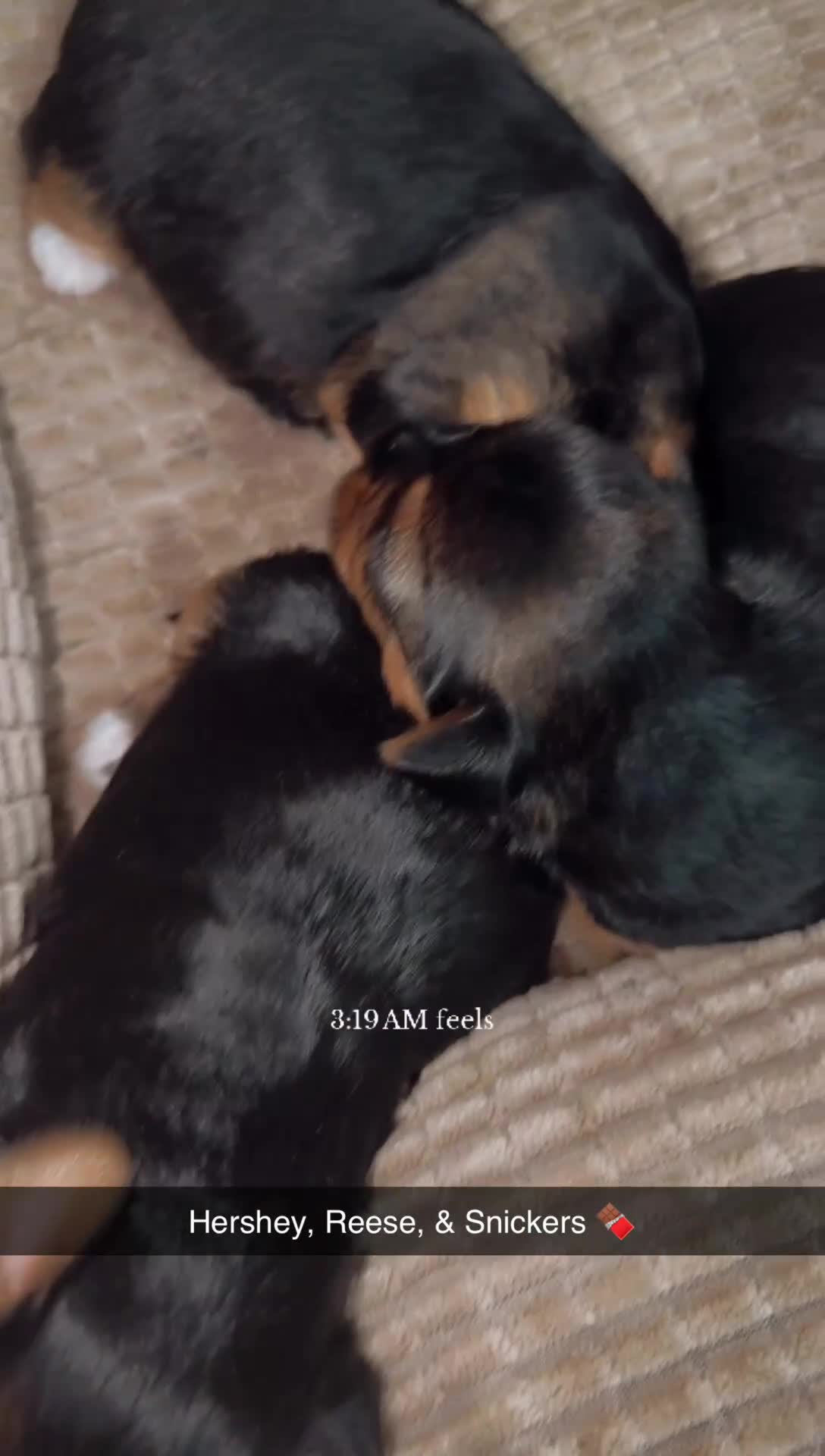 Yorkshire Terrier dogs for sale: Hershey - Video 2