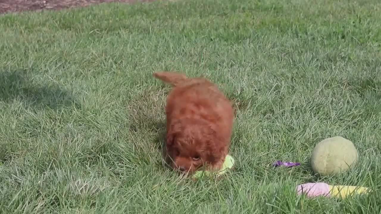 Cavapoo dogs for sale: Zoey - Video 1