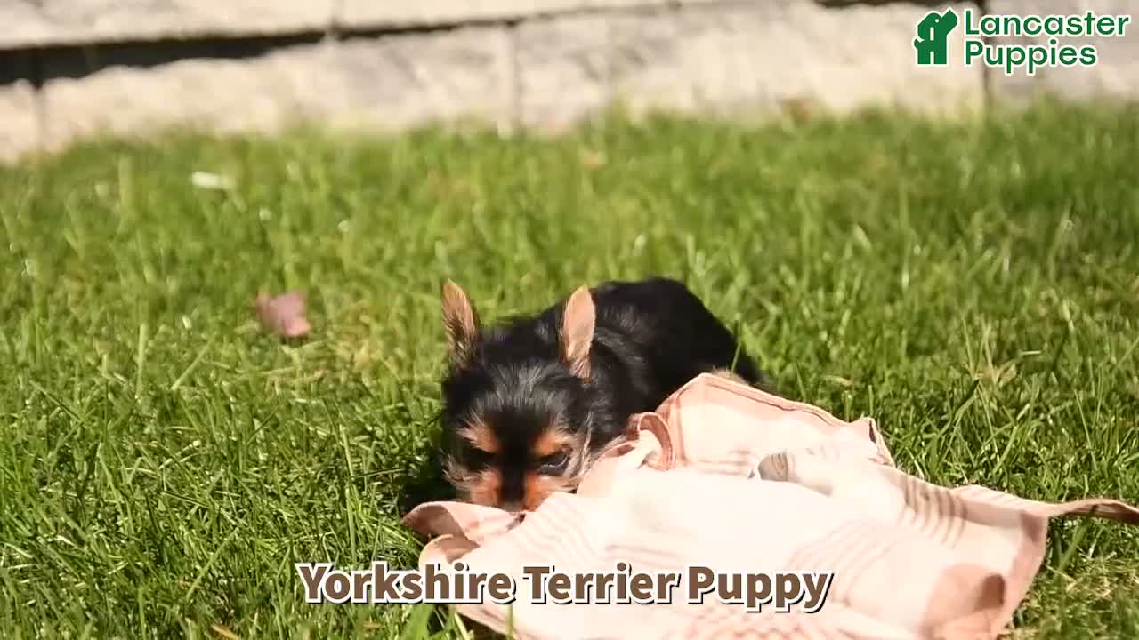 Yorkshire Terrier dogs for sale: Zoey - Video 1