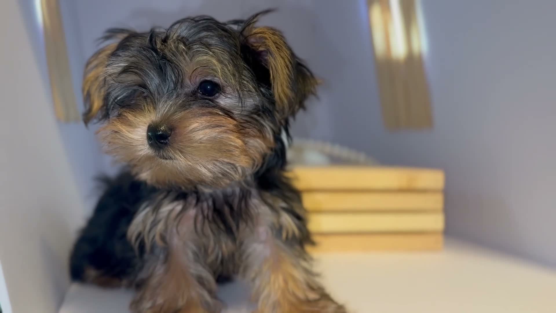 Yorkshire Terrier dogs for sale: Queen - Video 3
