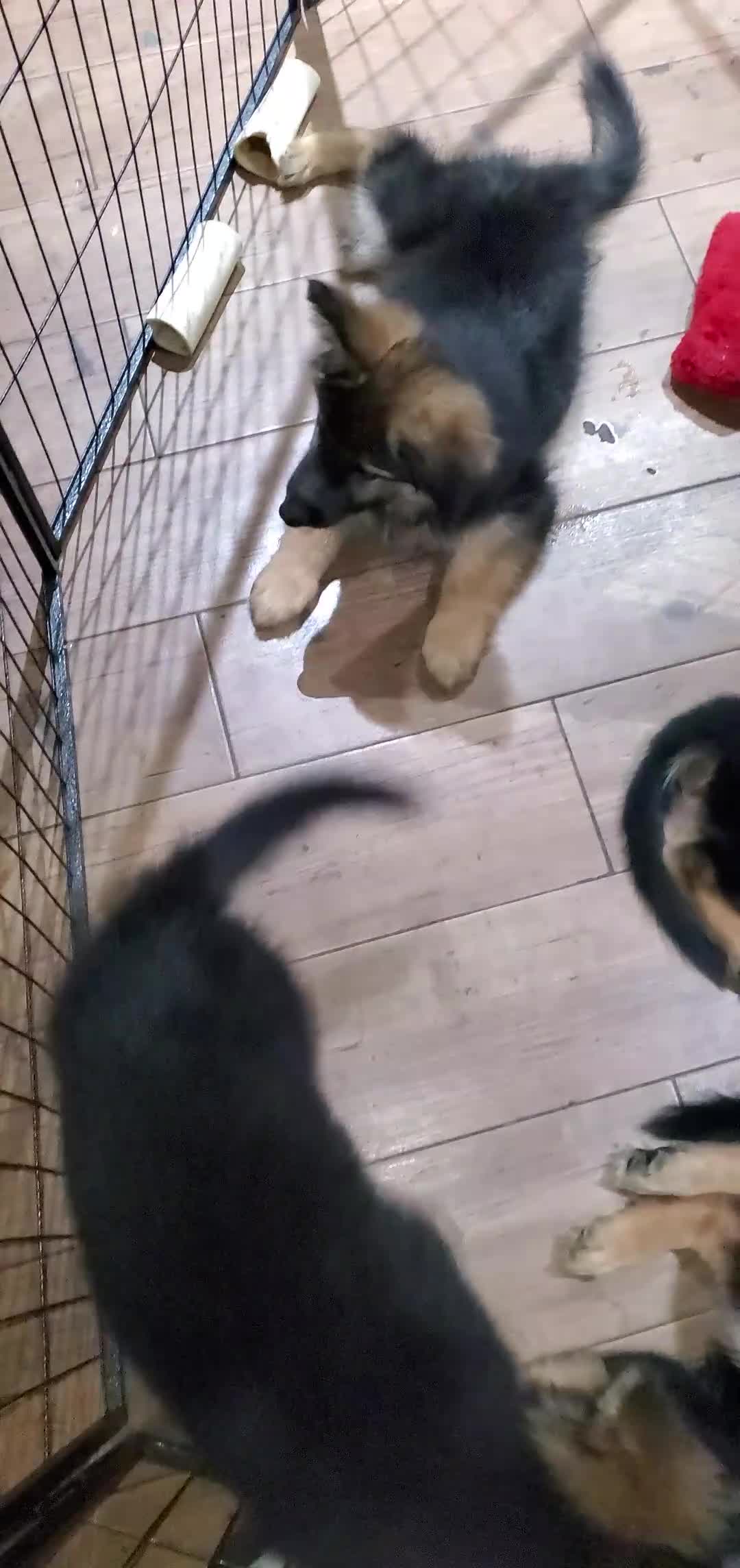 German Shepherd dogs for sale: Green Beanie - Video 1