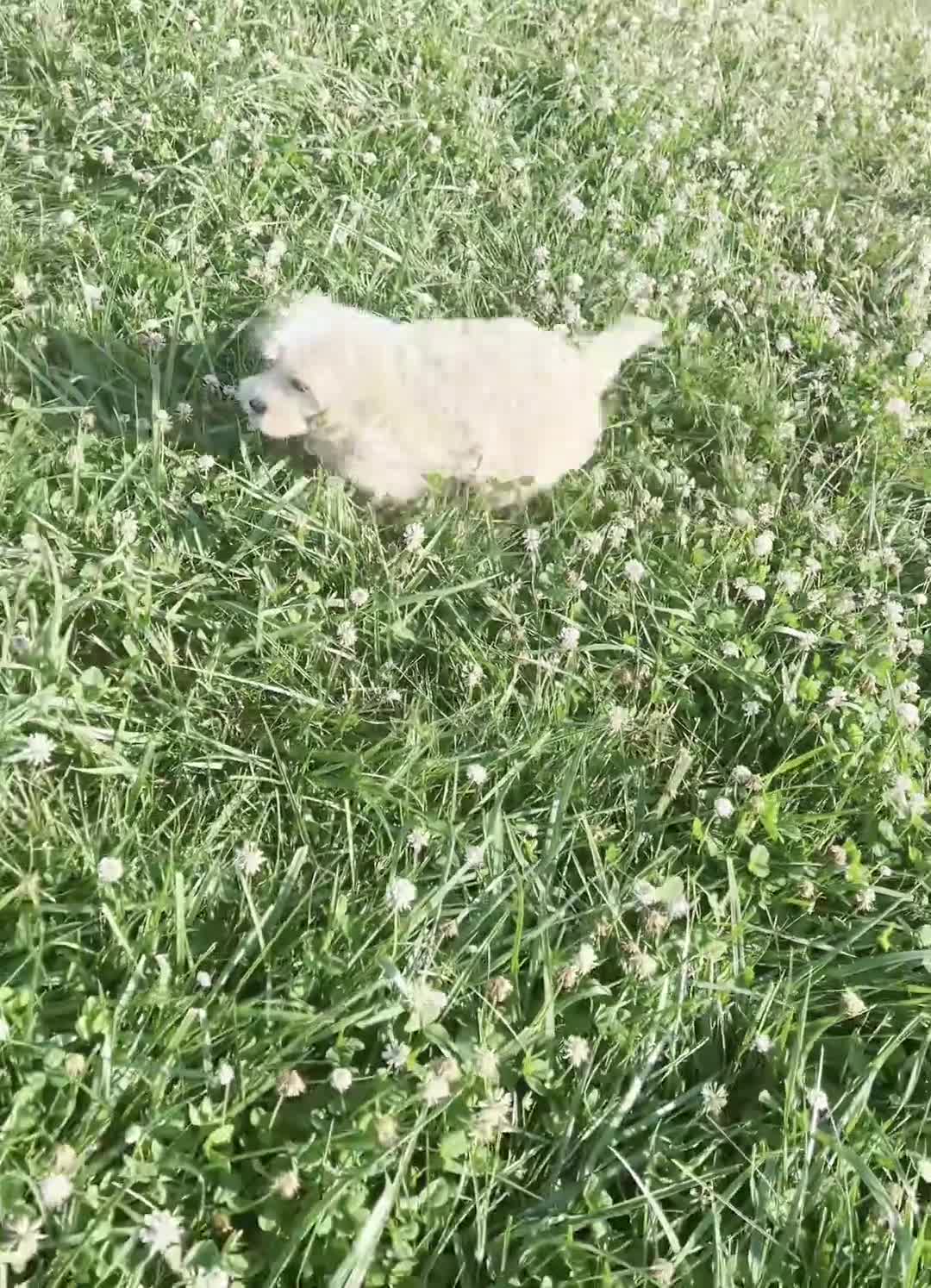 Maltipoo dogs for sale: Twila - Video 1