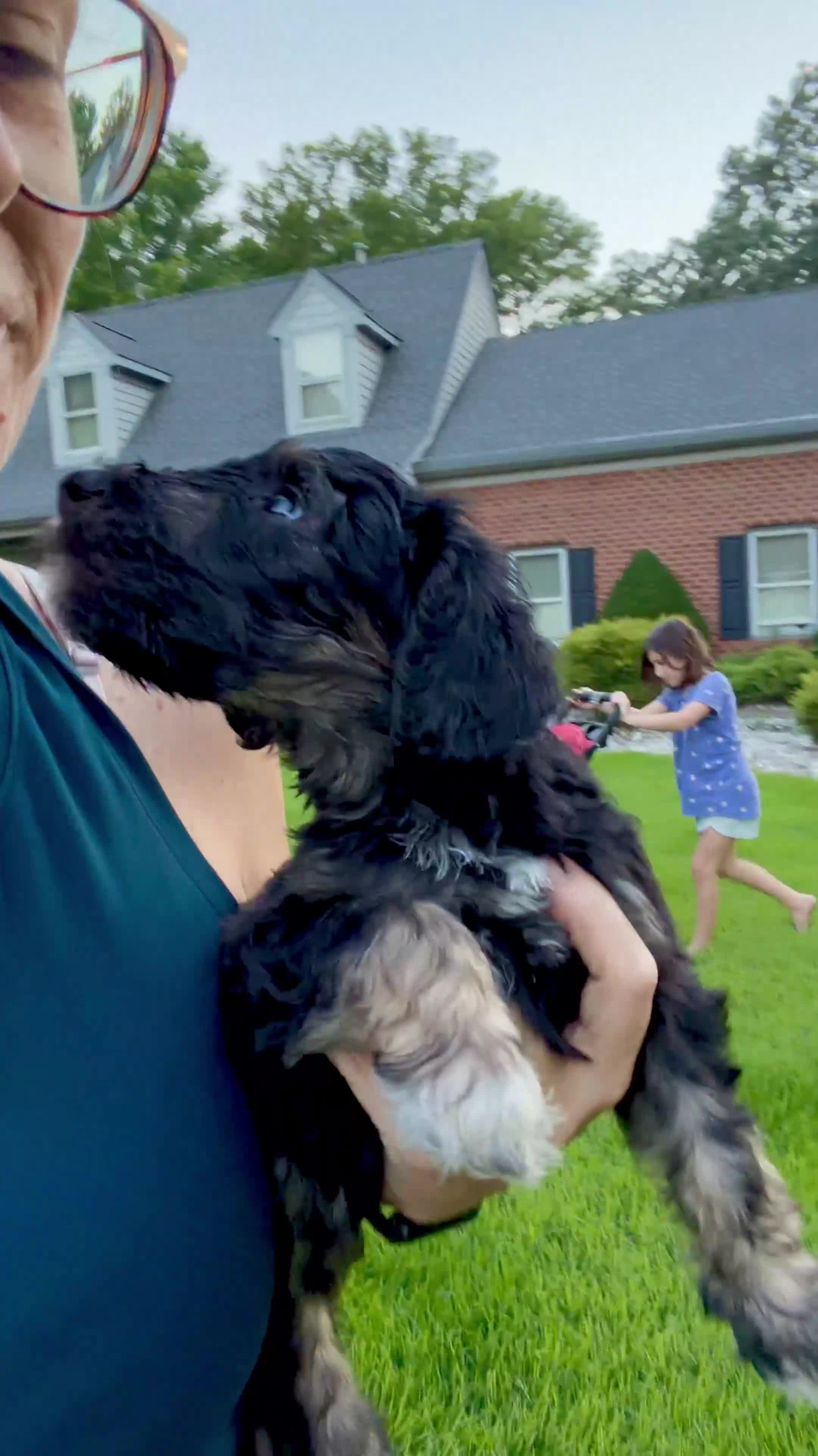 Double Doodle dogs for sale: Georgie - Video 2