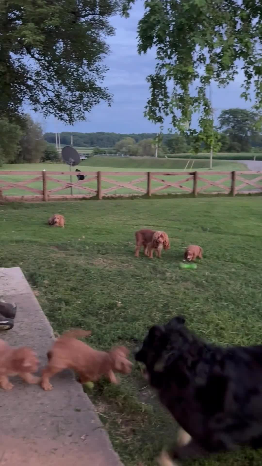 Mixed Breed dogs for sale: Cinda - Video 1