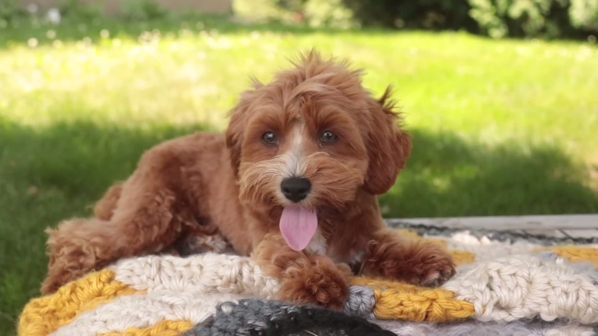 Cavapoo dogs for sale: Harper - Video 1