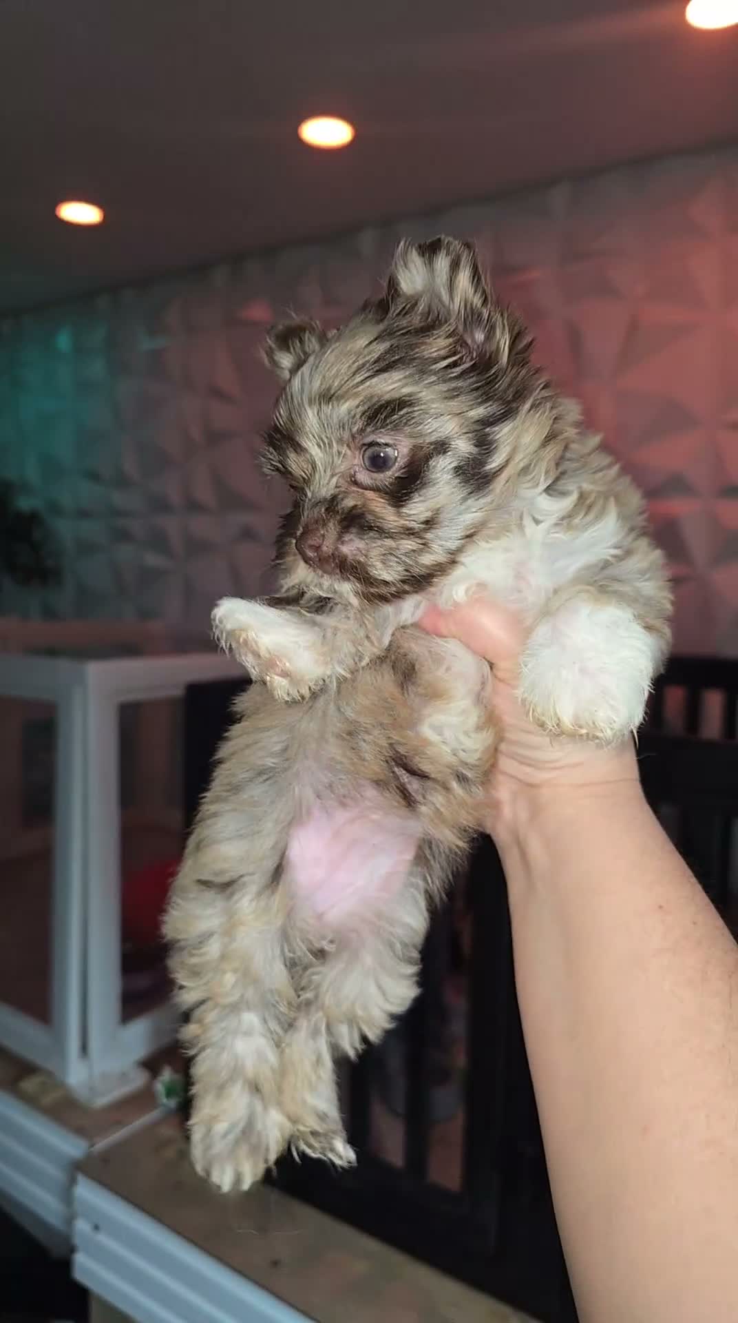 Yorkshire Terrier dogs for sale: Princesa Leda of Biewerlux  - Video 1