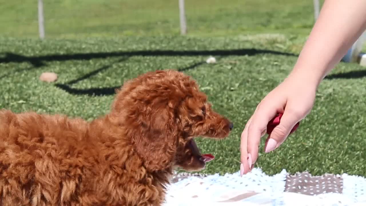 Miniature Labradoodle dogs for sale: Tonya - Video 1