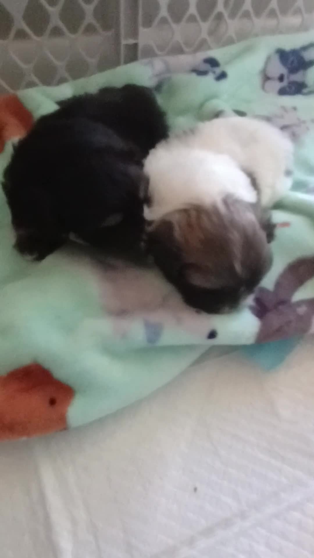 Pekingese dogs for sale: Pekingese Parti Male pup chubbs  - Video 1