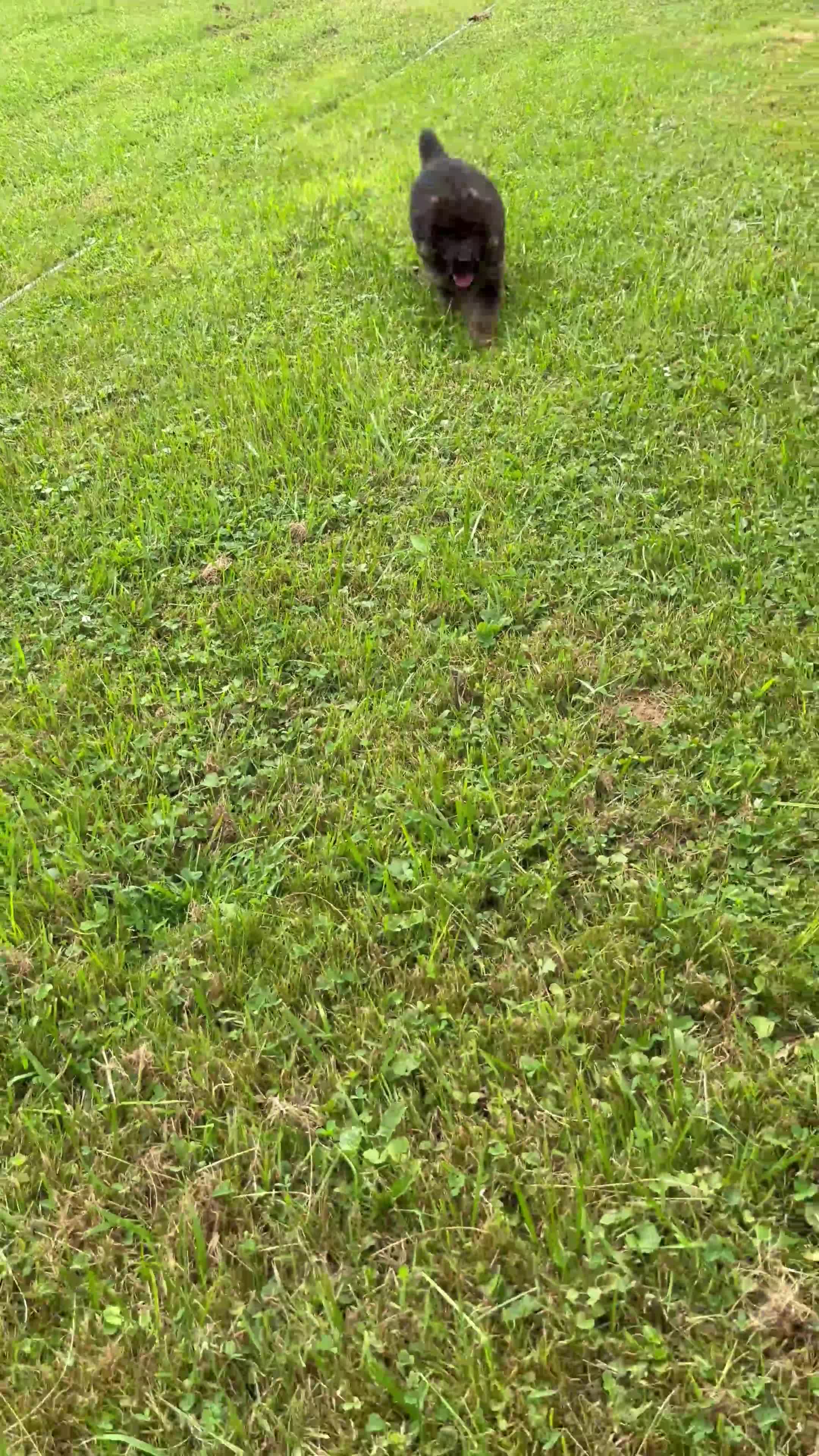 German Shepherd dogs for sale: Benny - Video 1