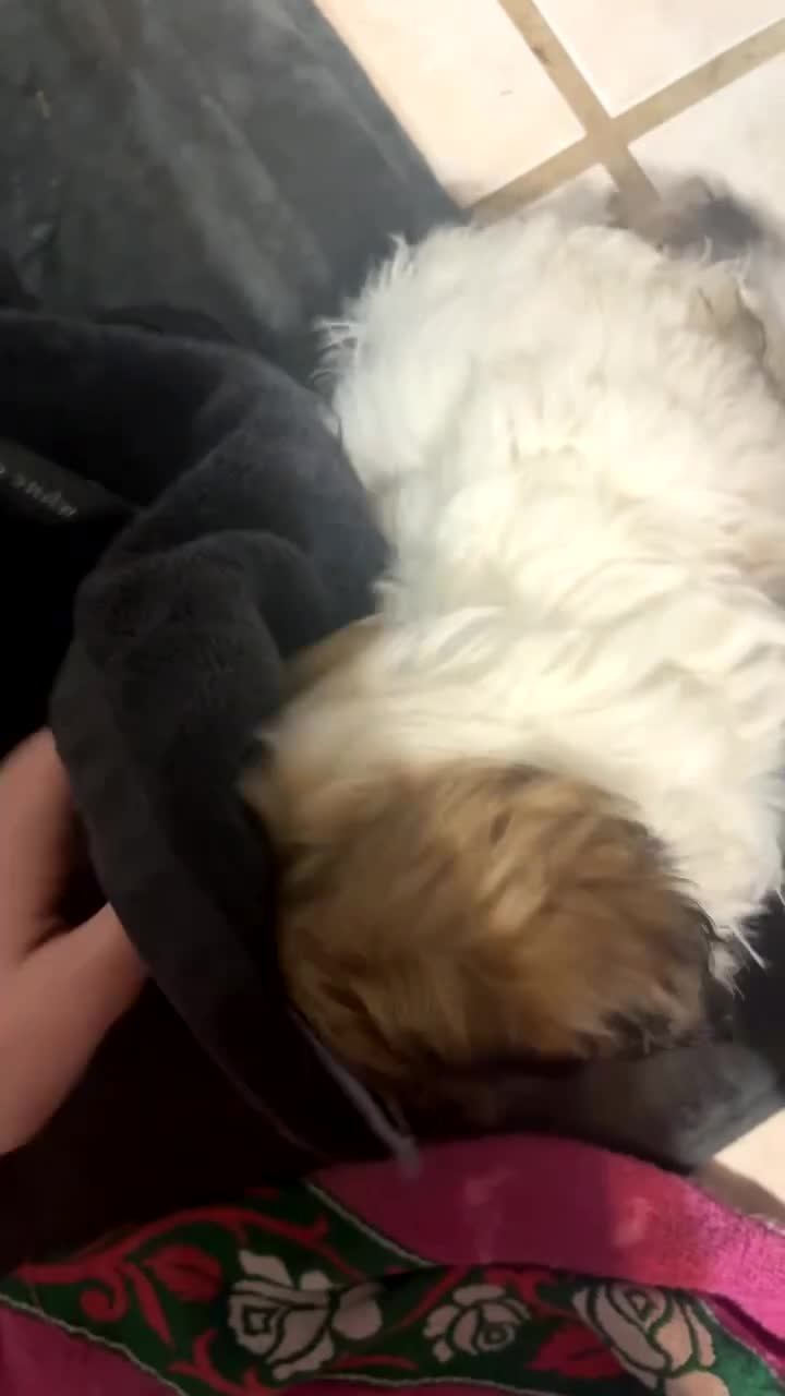 Shih Tzu dogs for sale: Stella - Video 1