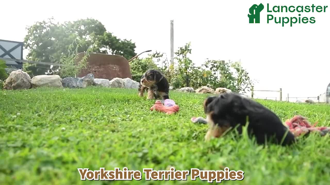 Yorkshire Terrier dogs for sale: Merphy - Video 1