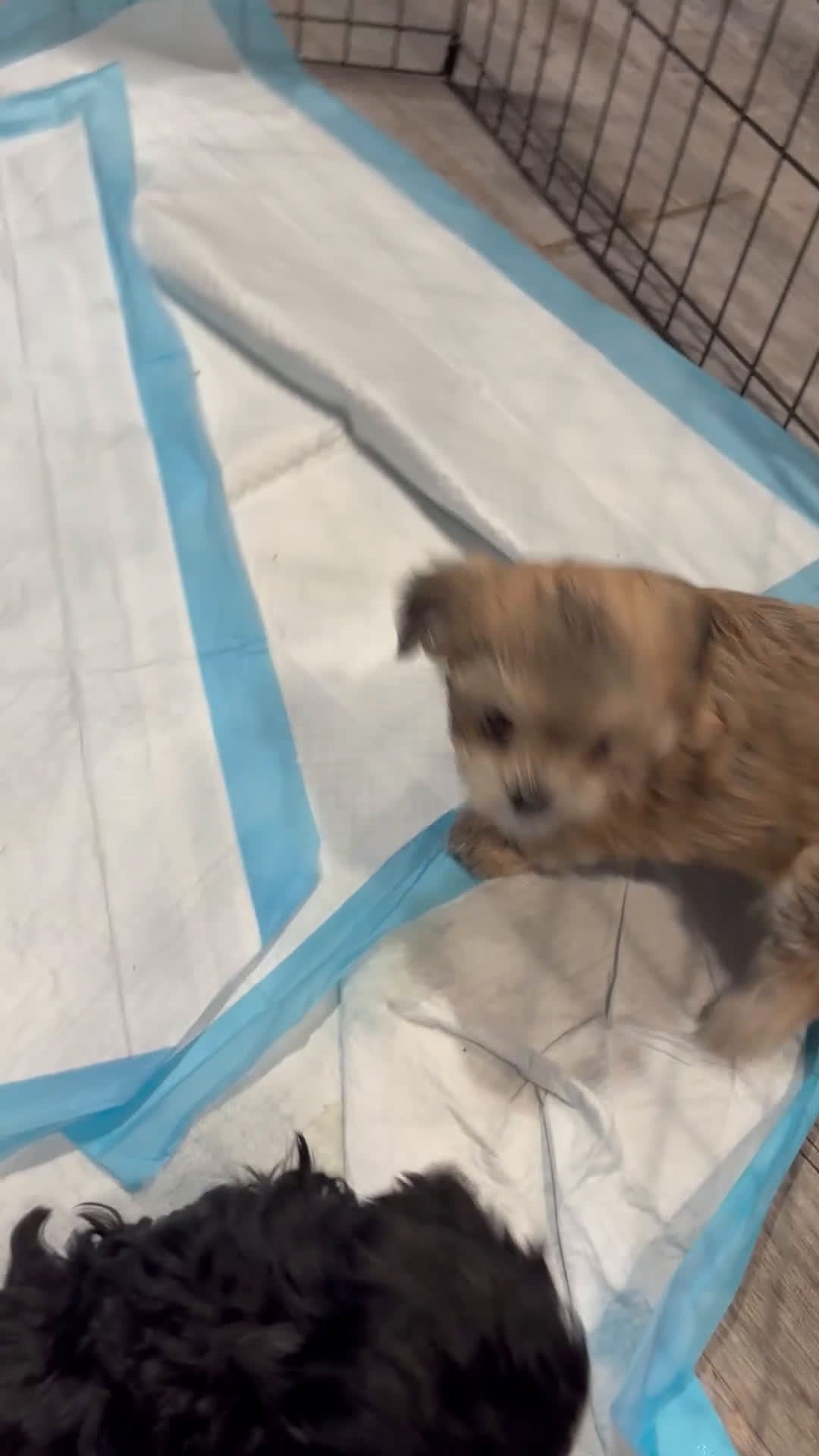 Maltipoo dogs for sale: Maltipoo Puppy 1 - Video 1