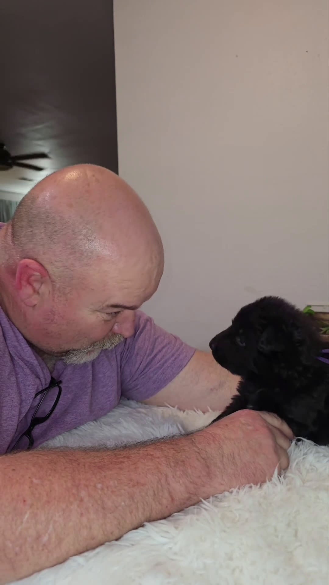 German Shepherd dogs for sale: Solid Black long hair Female Purple  - Video 1