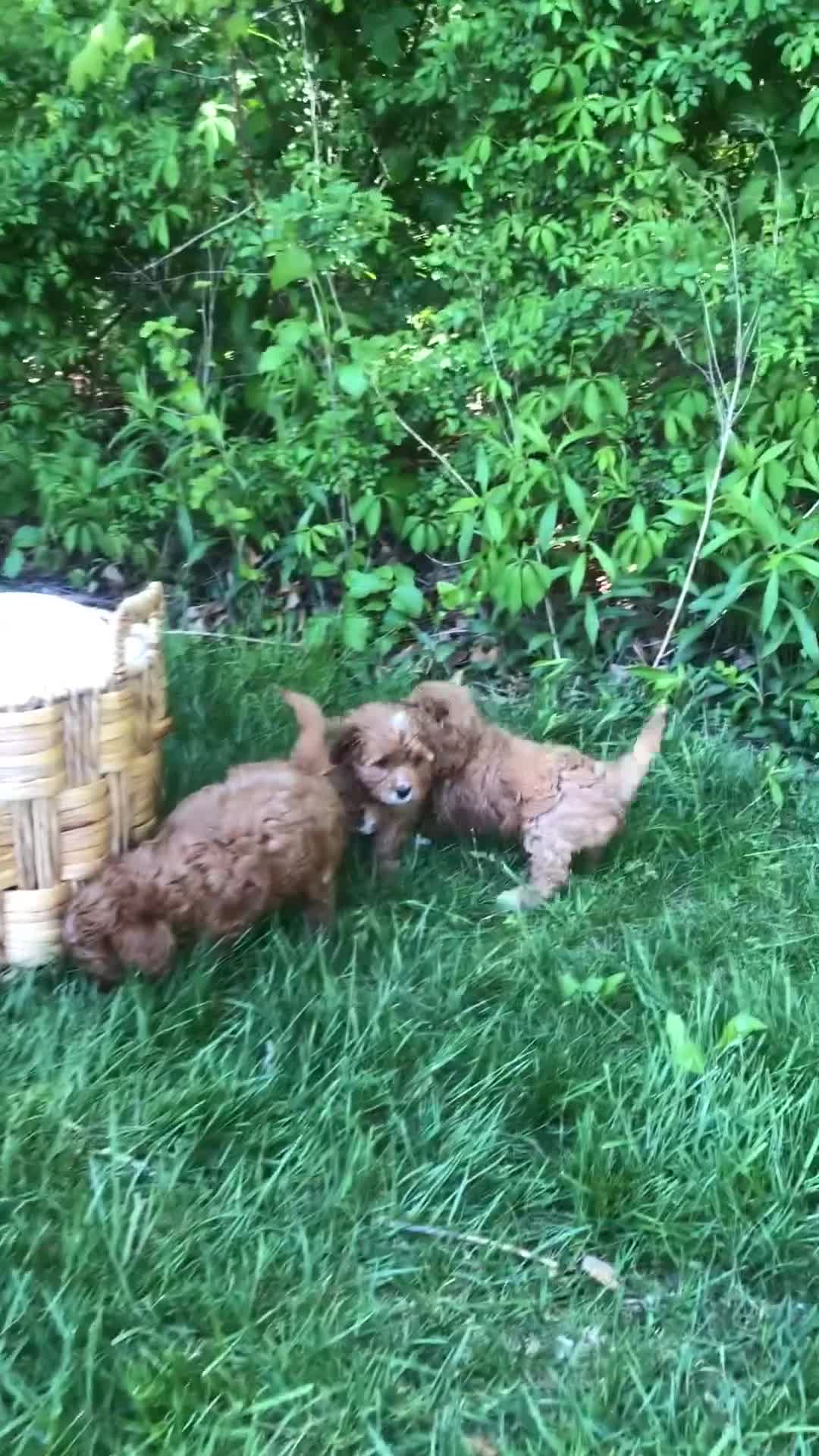 Cavapoo dogs for sale: Al - Video 1
