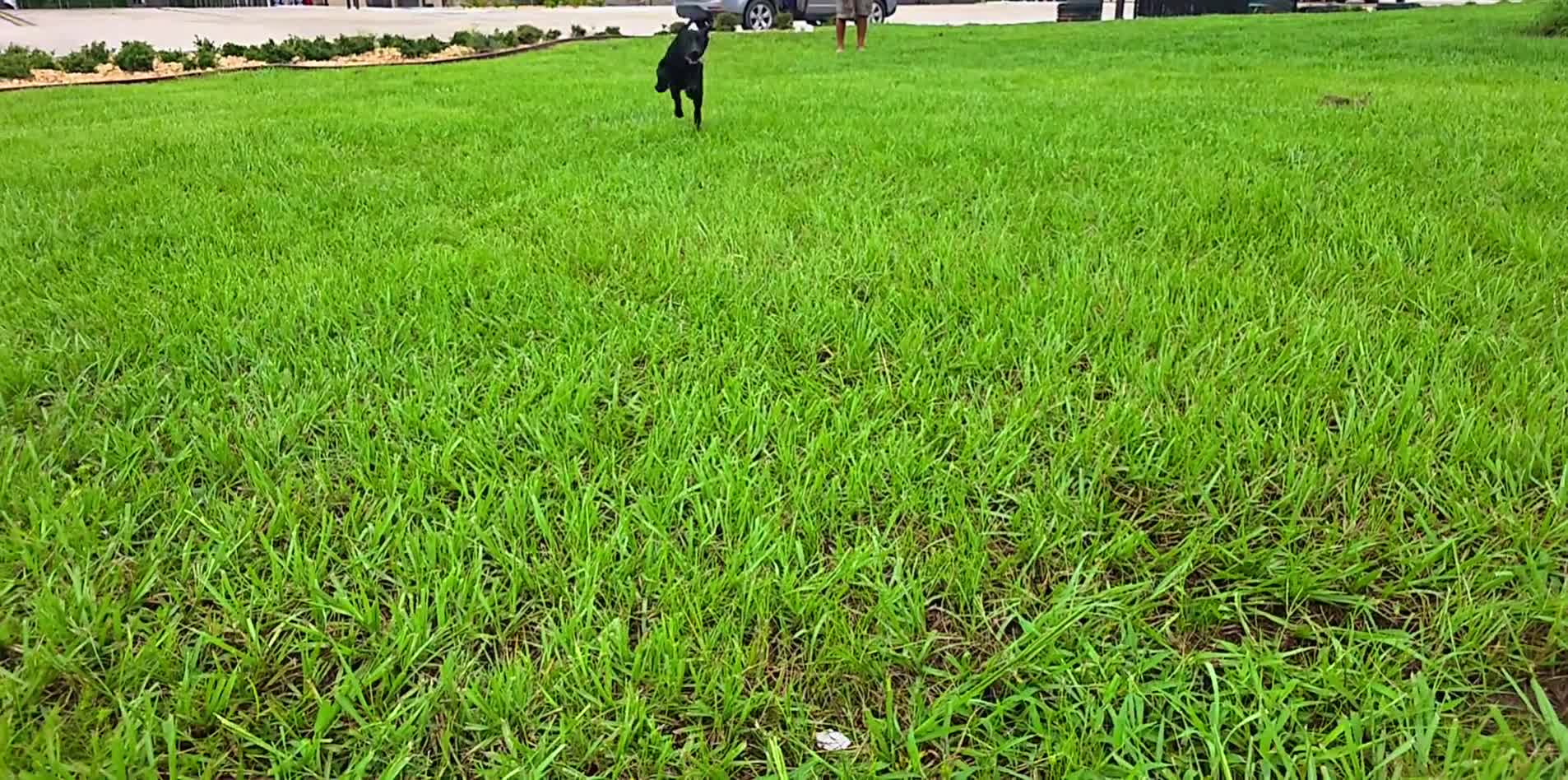 Labrador Retriever dogs for sale: Luna  - Video 2