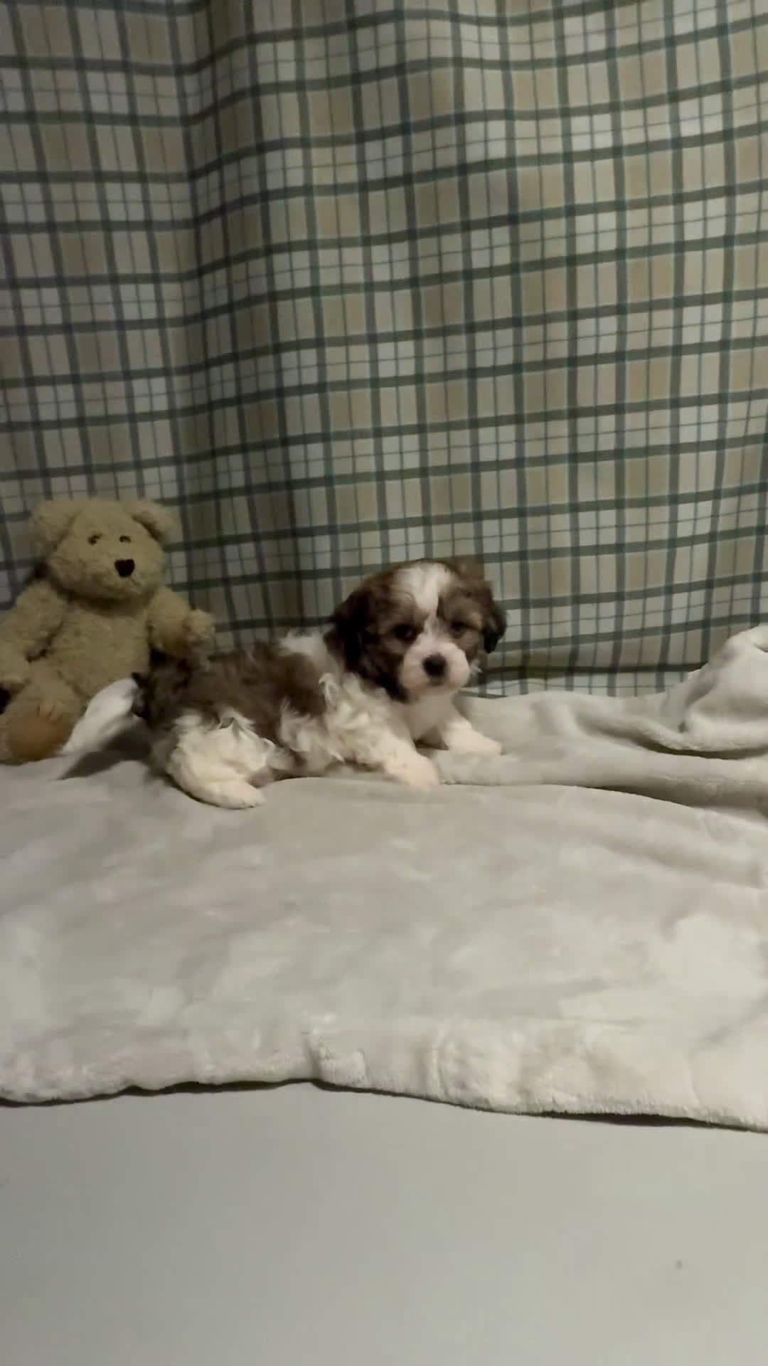 Teddy Bear dogs for sale: LANCE - Video 2