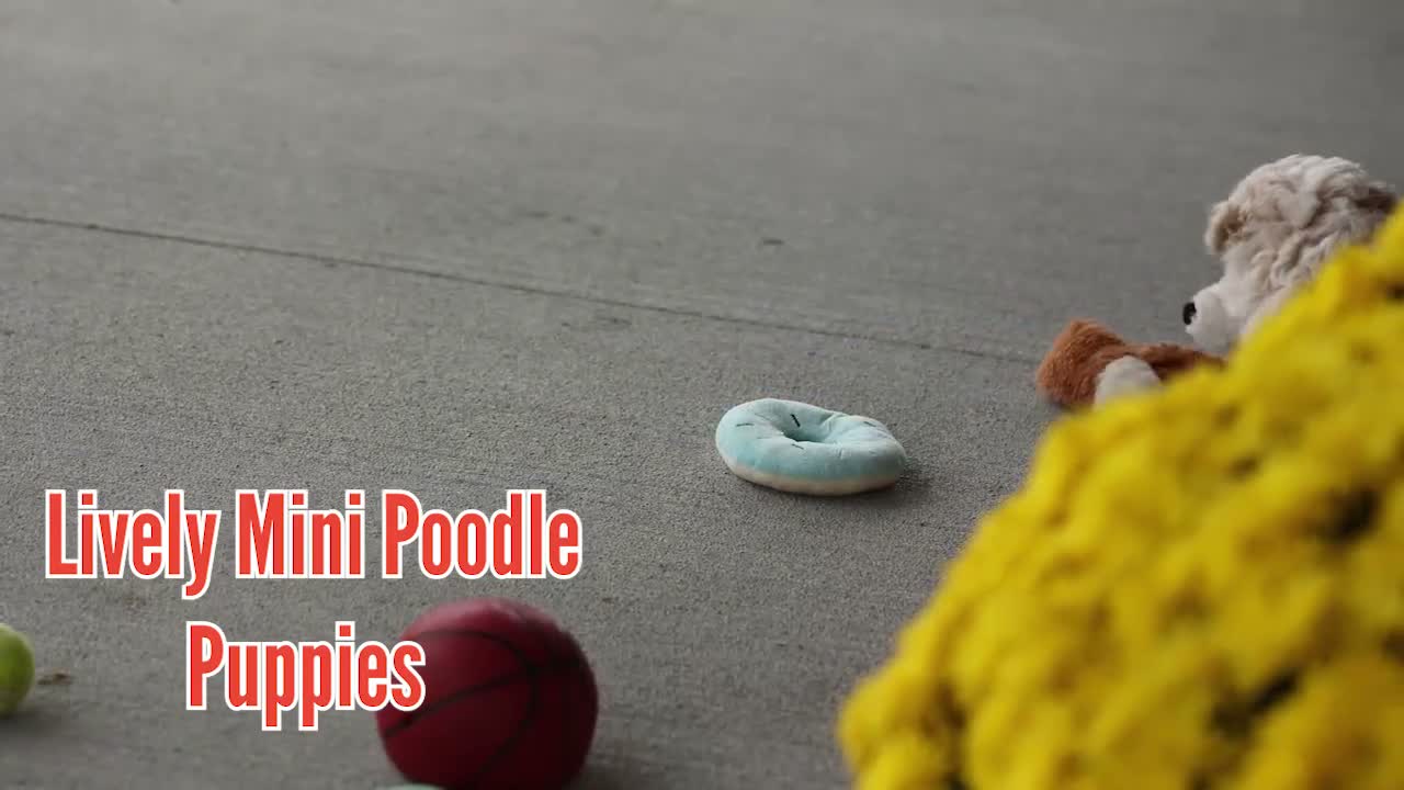 Miniature Poodle dogs for sale: Jenson ✨ - Video 1