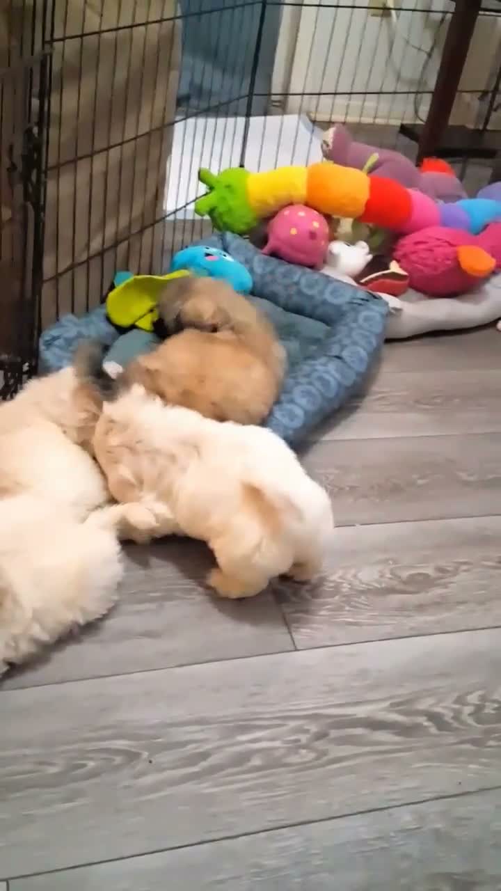Pekingese dogs for sale:  Monty - Video 2