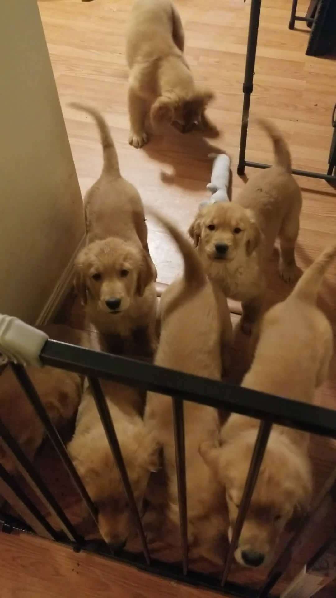 Golden Retriever dogs for sale: Golden Retriever Puppy 5 - Video 1