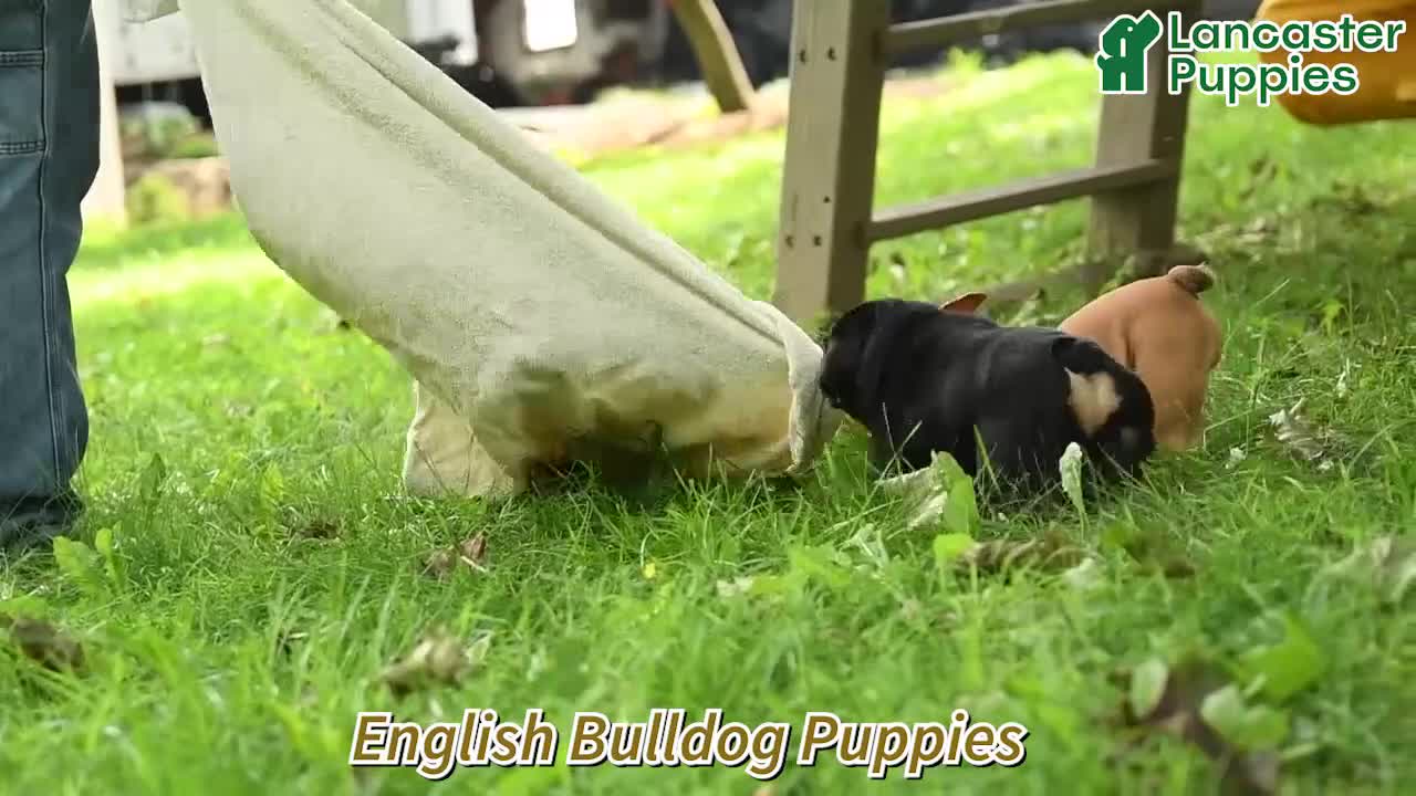 English Bulldog dogs for sale: Winslow - Video 1